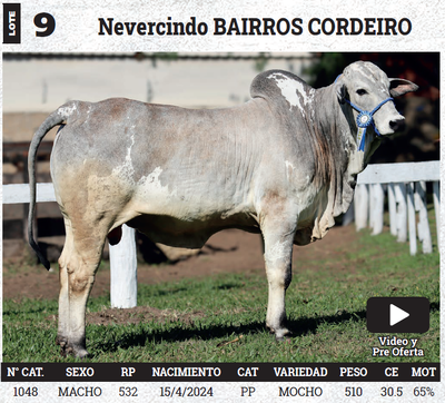 Lote LOTE 9 - BOZAL