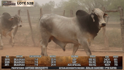 Lote LOTE 52 B