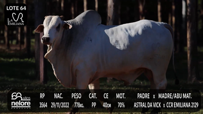 Lote LOTE 64