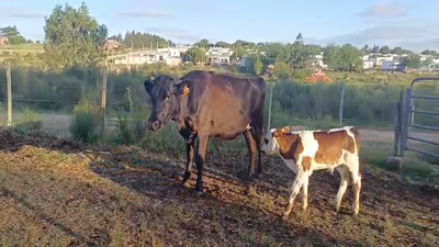 Lote PIEZAS DE CRIA
