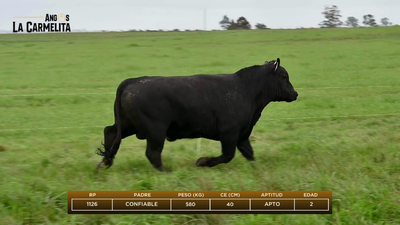 Lote Rp 1126 - Angus La Carmelita