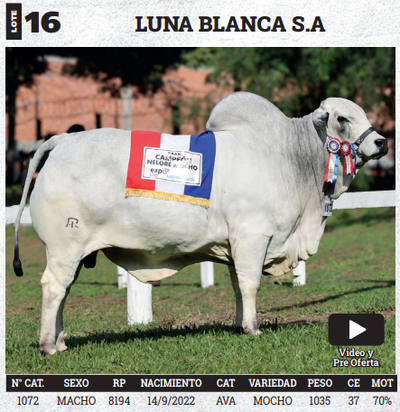 Lote LOTE 16 - BOZAL