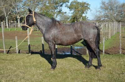 Lote LUZ NEGRA DEL QUEGUAY