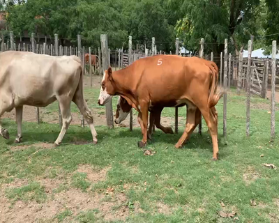 Lote 8 Vacas de Invernada en Melo, Cerro Largo