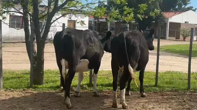 Lote 2 Vaquillonas  Holando proximas 450kg - , San José