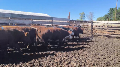 Lote 20 Vaquilla Gorda en Los Ángeles, VIII Región Biobío