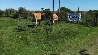 Lote 2 Vaca JERSEY 420kg - , San José