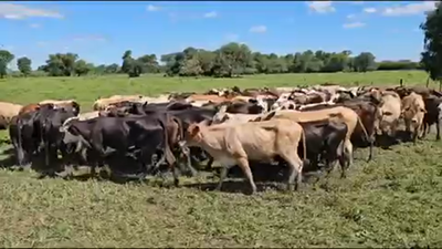 Lote 83 Vacas nuevas preñadas en Palo Santo, Formosa