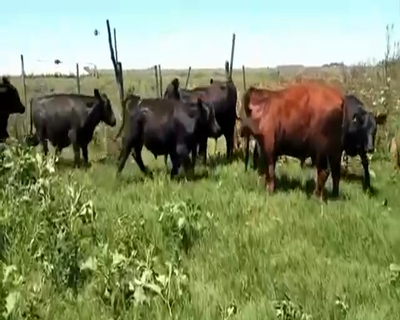 Lote 9 Terneros/as en Laboulaye, Córdoba