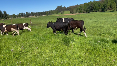 Lote 18 Ternero en Osorno, X Región Los Lagos