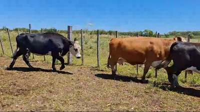 Lote 6 Vaquillonas/Vacas Entoradas RAZAS CARNICERAS 500kg -  en COL. SENDIC