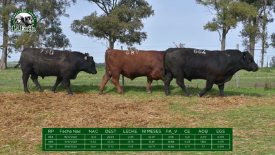 Lote Brete 1 - La Estela Angus