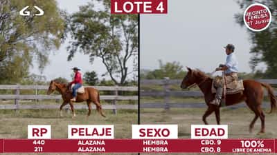Lote Reproductores de Alborada - Lote 04