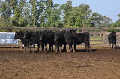 Lote ESTANCIA LA CONCHERA DE LA CONCHERA SA: 10 TERNERAS GENERALES NEGRAS
