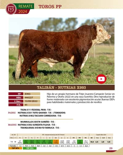 Lote TOROS PP