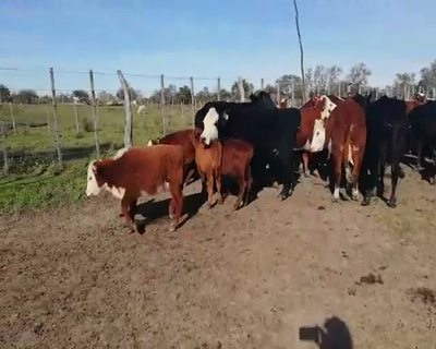 Lote 30 Vacas medio uso C/ cria en Federal, Entre Ríos