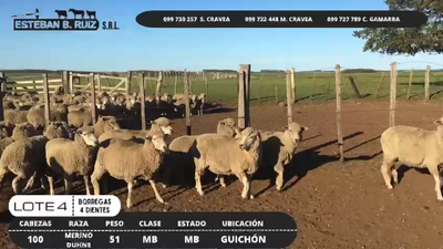 Lote Lote 4