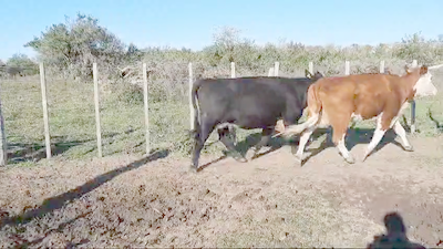 Lote (Vendido)70 Vacas de Invernada Angus,  Hereford y Cruzas 450kg -  en Viboras