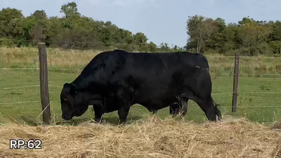 Lote TORO BRANGUS