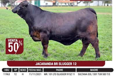 Lote "CABAÑA JACARANDÁ" - JACARANDA BR SLUGGER 12