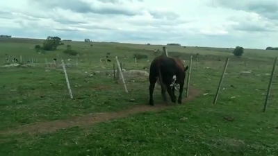 Lote VACA GORDA