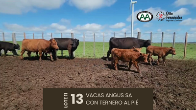 Lote 13 Vientres SA, Artigas