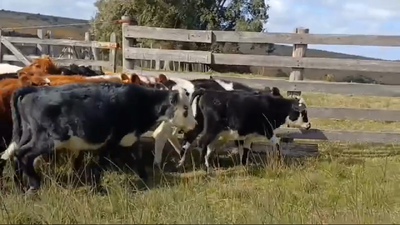 Lote (Vendido)18 Terneros 175kg -  en Costas del Rosario