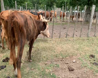 Lote 6 Vacas de Invernada en Melo, Cerro Largo