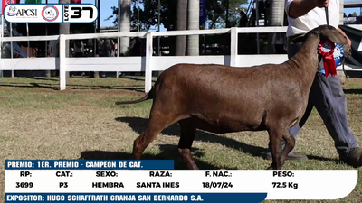 Lote LOTE 37