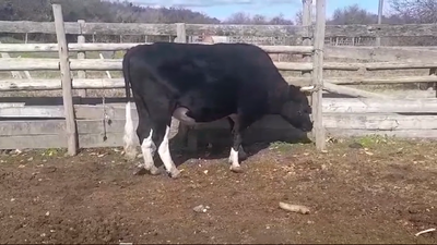 Lote (Vendido)Novillos Gordos HOLANDO 630kg -  en EL CERRO