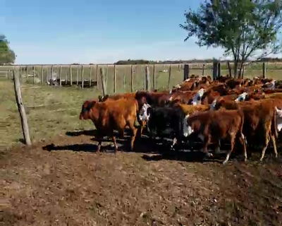 Lote 70 Terneros/as en Empedrado, Corrientes