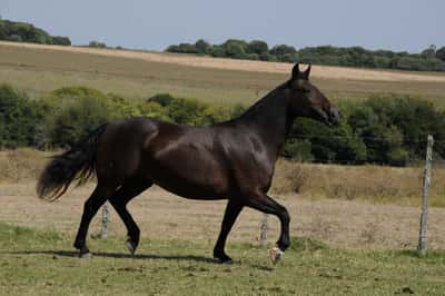 Lote Catalana Afrodita