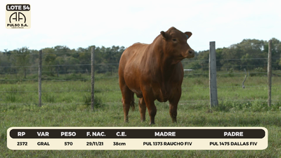 Lote LOTE 54
