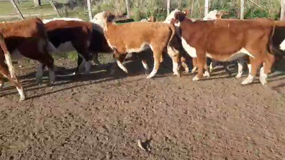 Lote 12 Terneras HEREFORD 150kg - , San José
