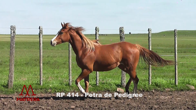 Lote POTRAS PEDIGREE