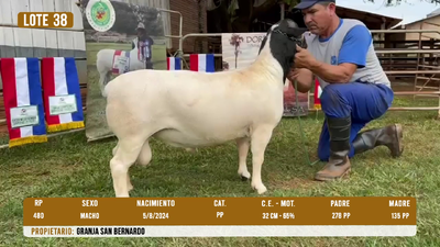 Lote LOTE 38