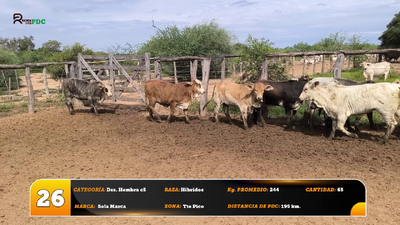 Lote Des. Hembra c5