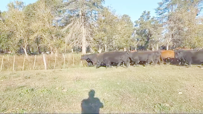 25 Vacas nuevas C/ gtia de preñez en Santa Fe, Carreras