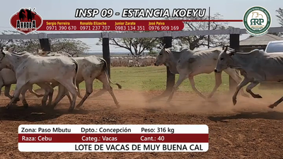 Lote Insp 9