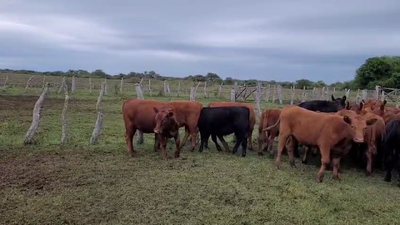 Lote 42 Terneros/as