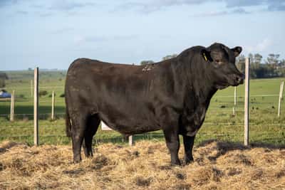 Lote RP 223