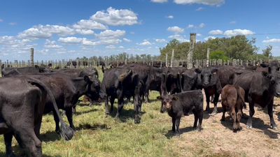 Lote 54 Vacas preñadas