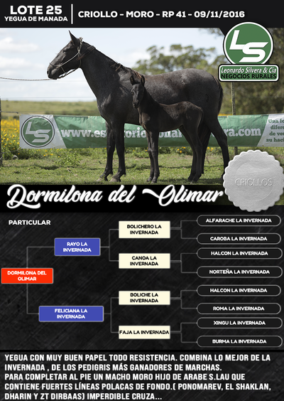 Lote DORMILONA DEL OLIMAR