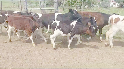 Lote (Vendido)18 Terneras Holando 120kg -  en Ruta 3 Km 75