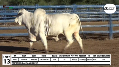 Lote Toros Nelore, Loma Plata