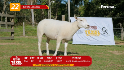 Lote LOTE 22