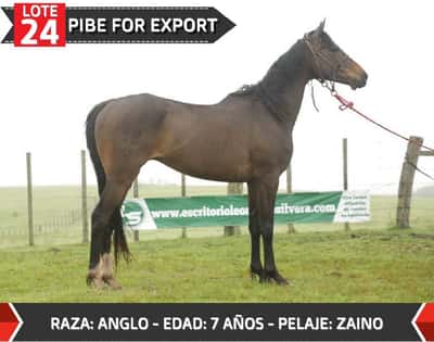 Lote PIBE FOR EXPORT