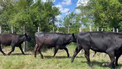 Lote NOVILLOS 1 a 2 AÑOS