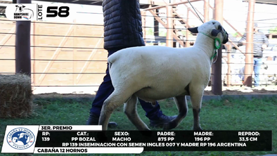 Lote LOTE 58- BOZAL