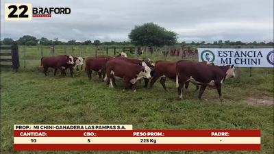 Lote LOTE 22